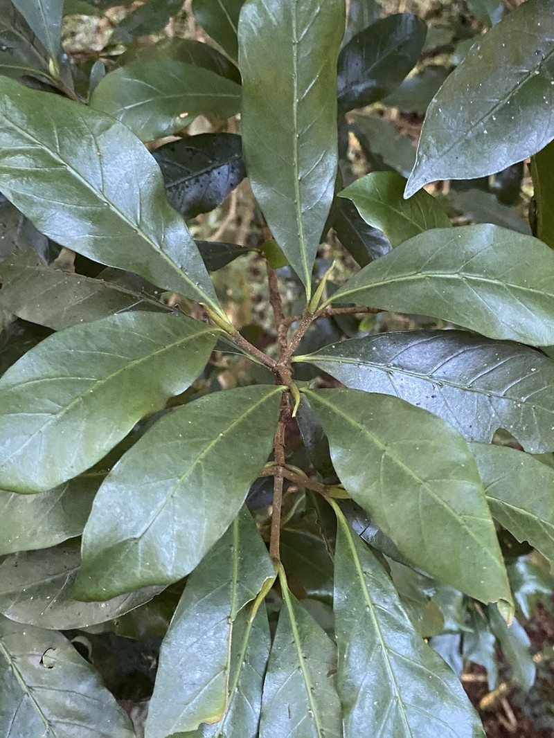 Atractocarpus benthamianus photo 3