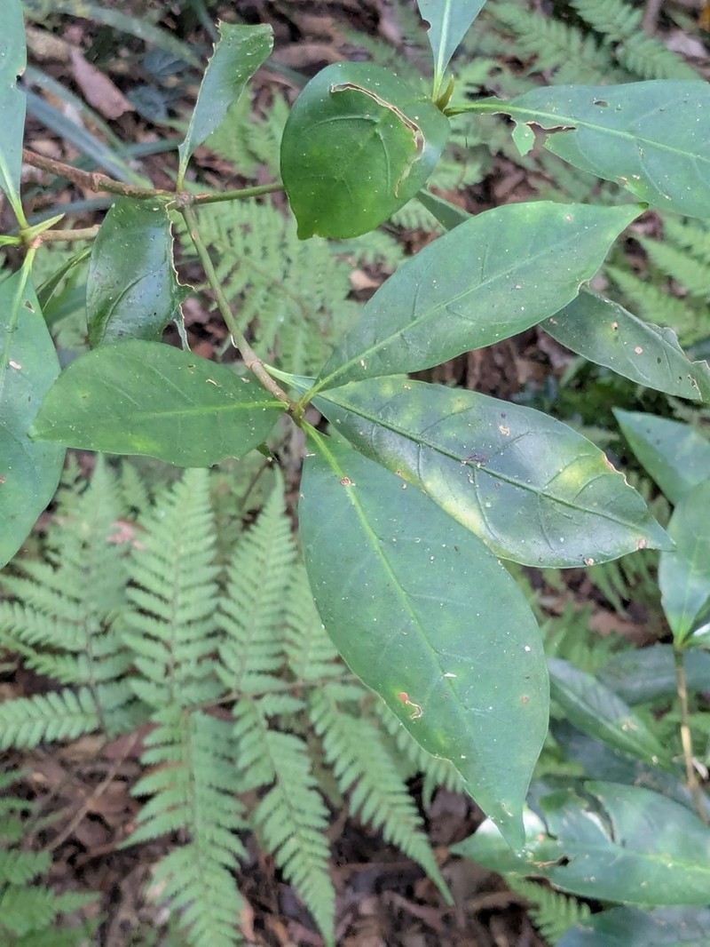 Atractocarpus benthamianus photo 4