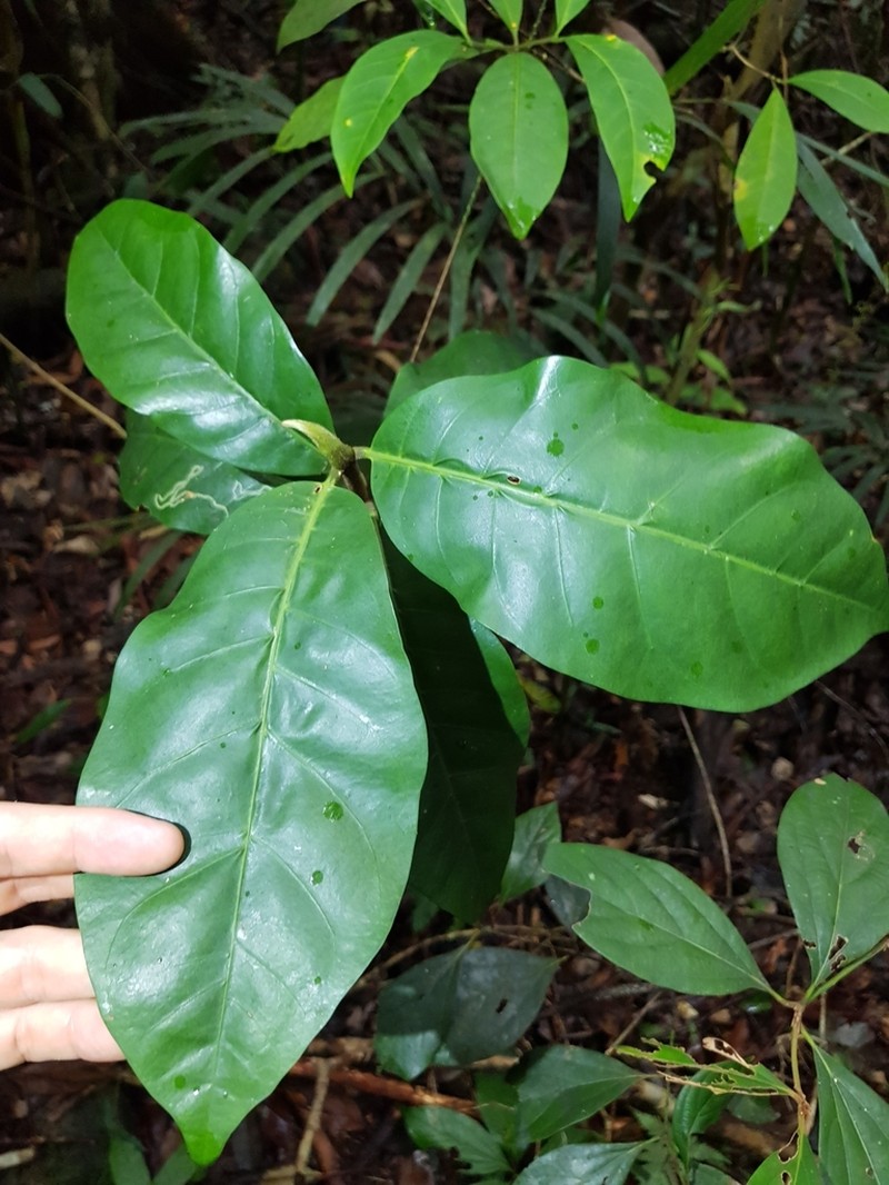 Atractocarpus benthamianus photo 5