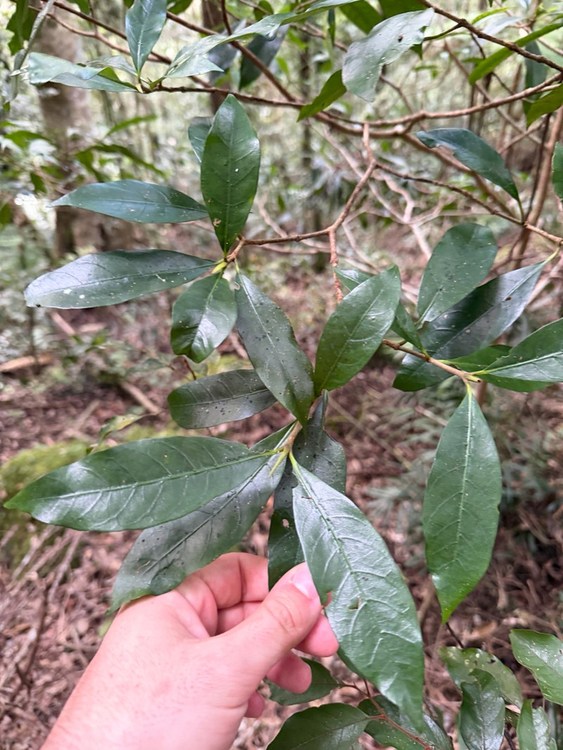 Atractocarpus benthamianus photo 6