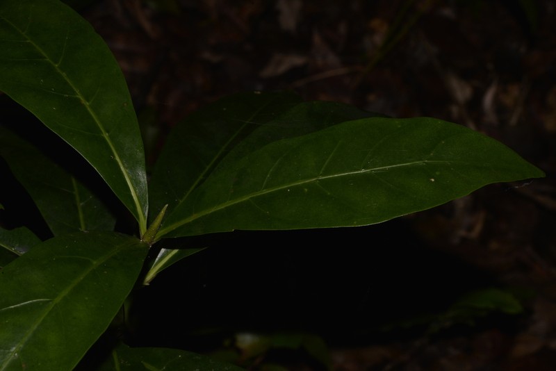 Atractocarpus benthamianus photo 7
