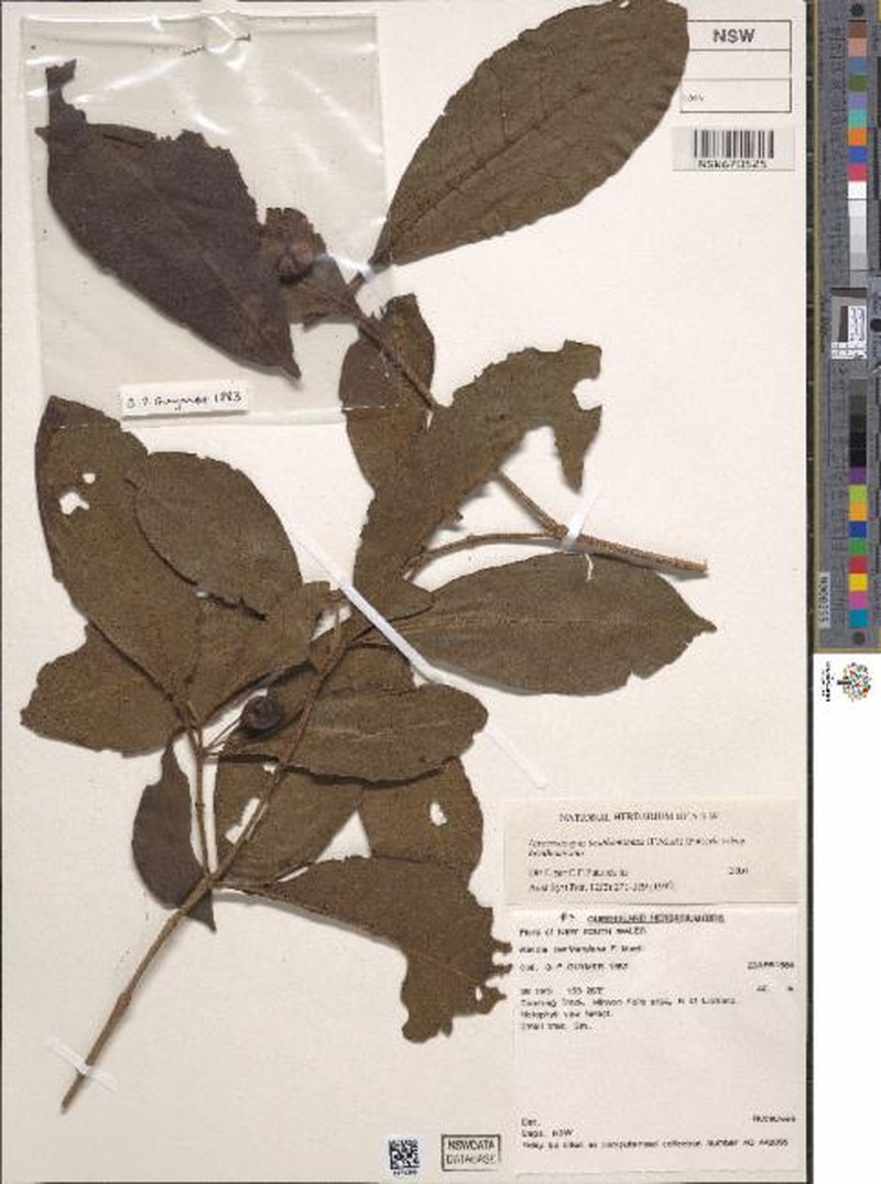 Atractocarpus benthamianus subsp. benthamianus