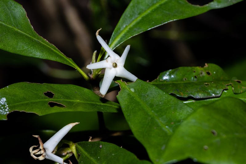 Atractocarpus benthamianus subsp. glaber