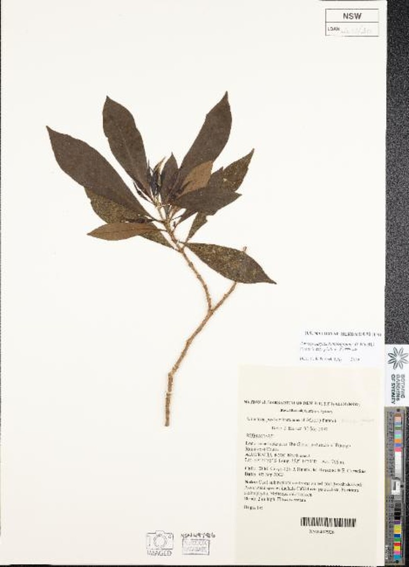 Atractocarpus benthamianus subsp. glaber photo 2