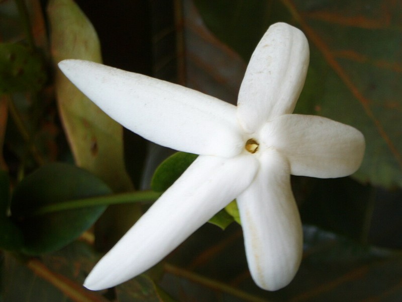 Atractocarpus bracteatus
