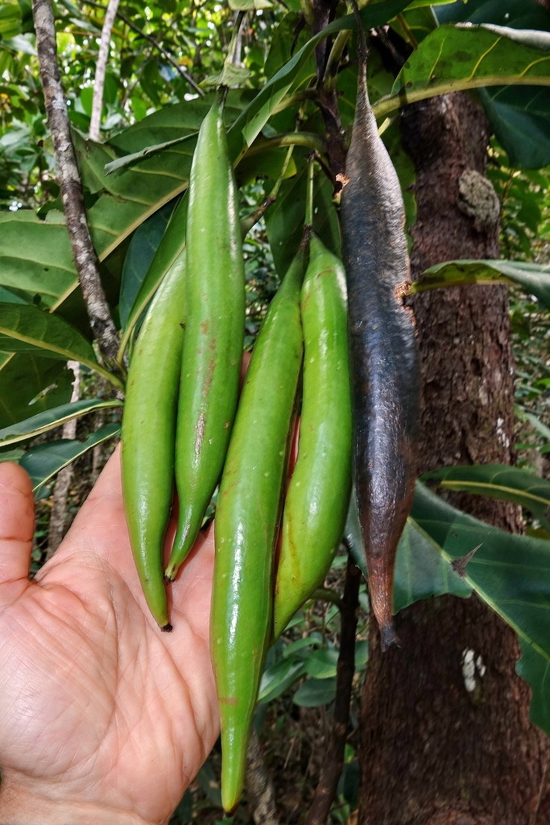 Atractocarpus bracteatus photo 2