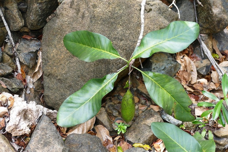 Atractocarpus bracteatus photo 3