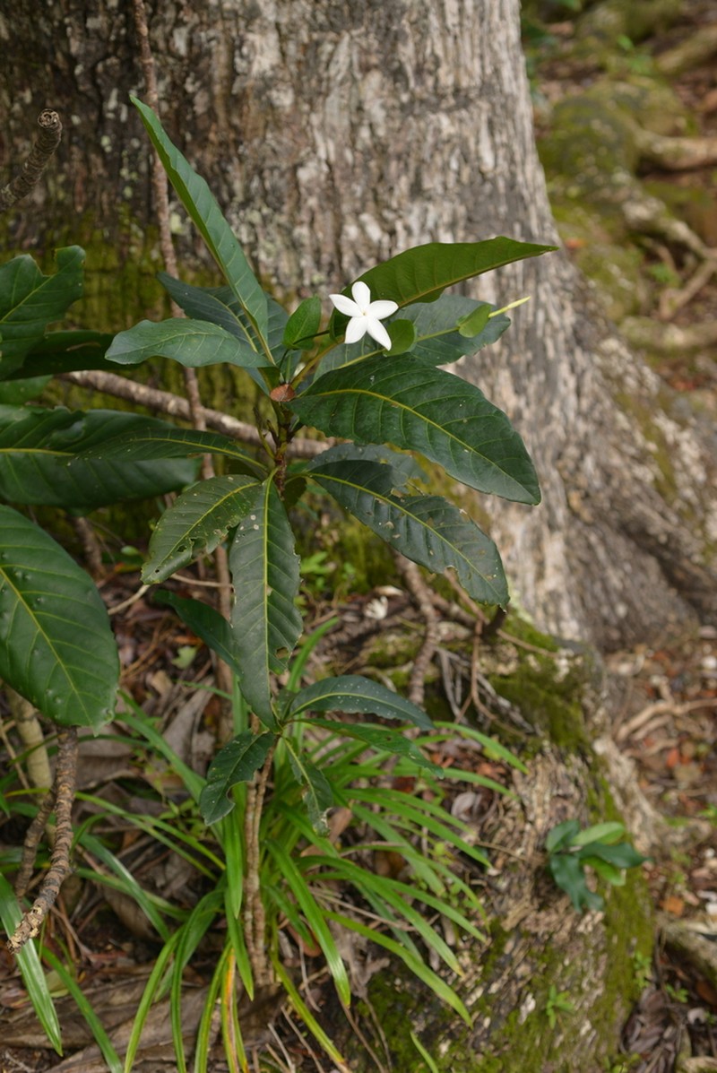 Atractocarpus bracteatus photo 4