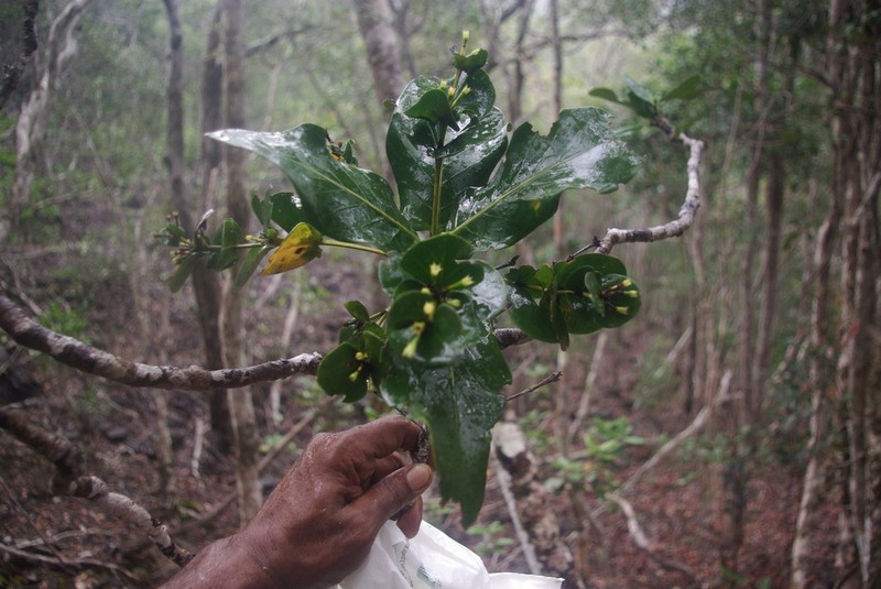 Atractocarpus bracteatus photo 5