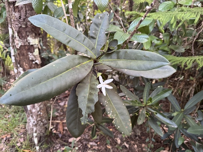 Atractocarpus bracteatus photo 6