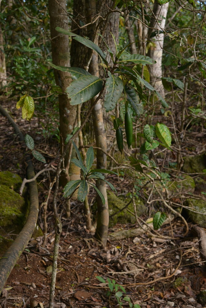 Atractocarpus bracteatus photo 7