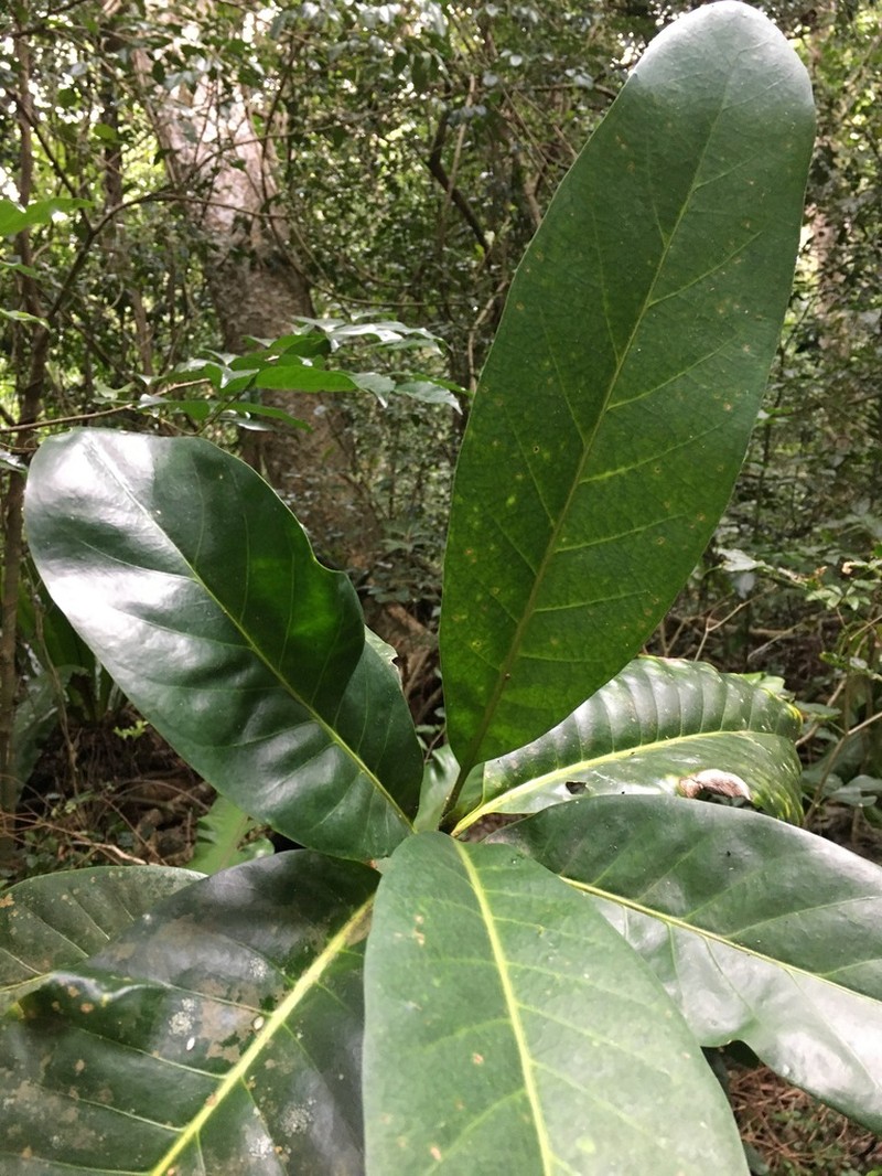 Atractocarpus bracteatus photo 8
