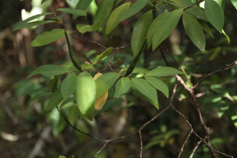 Atractocarpus brandzeanus