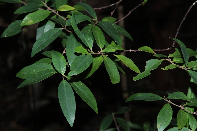 Atractocarpus brandzeanus photo 2
