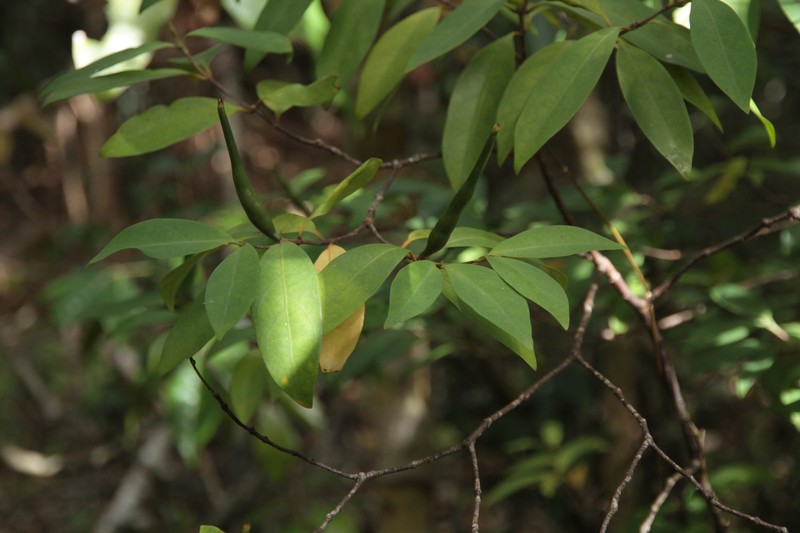 Atractocarpus brandzeanus photo 3
