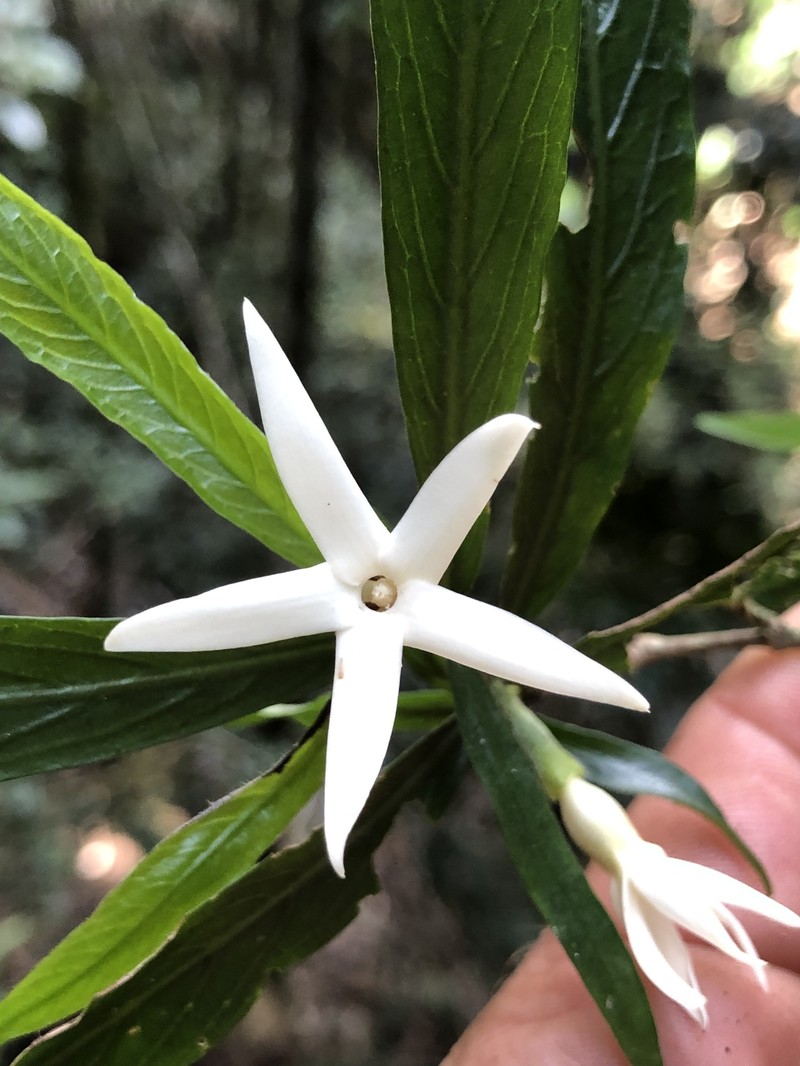 Atractocarpus chartaceus