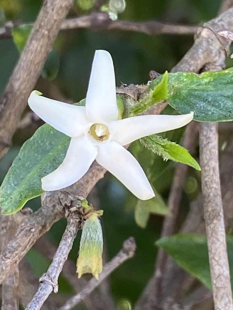 Atractocarpus chartaceus photo 2