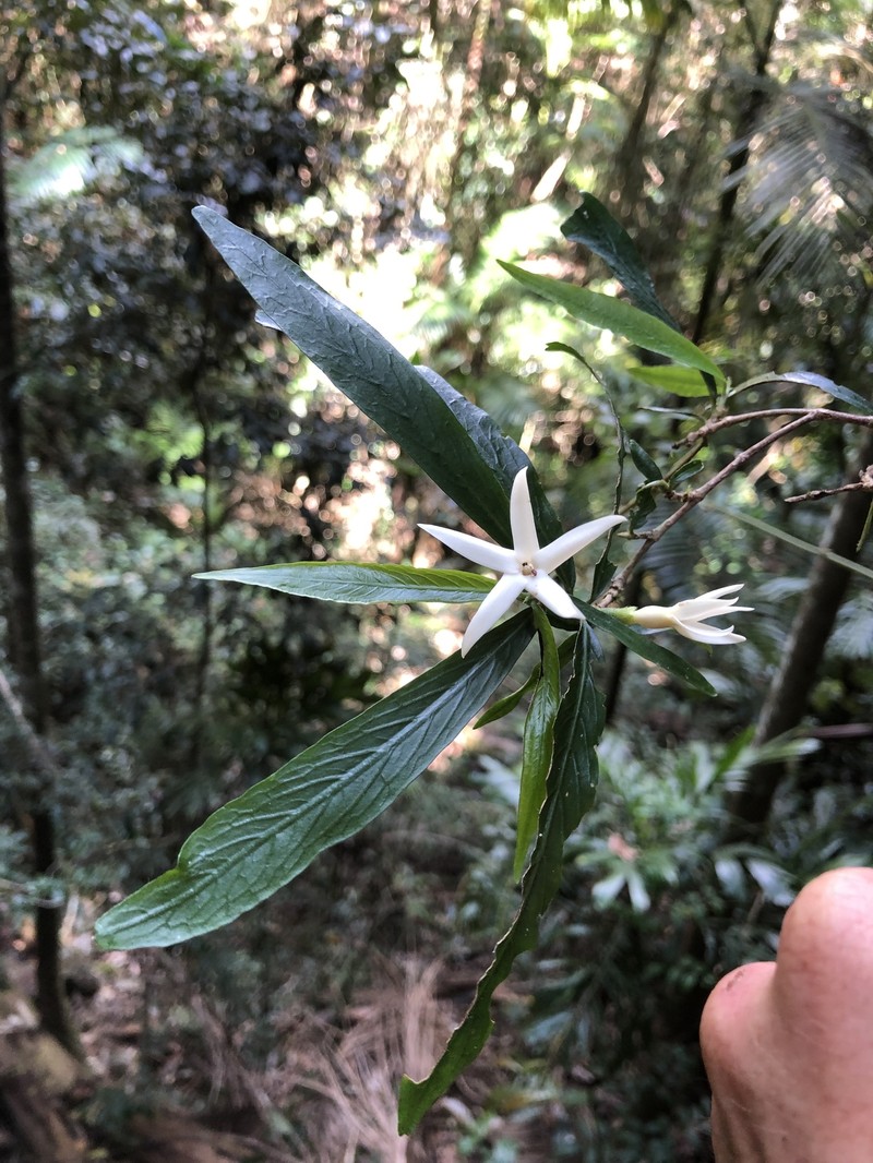Atractocarpus chartaceus photo 3
