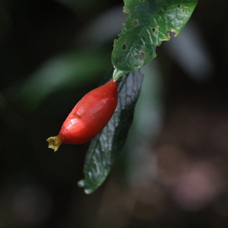 Atractocarpus chartaceus photo 4