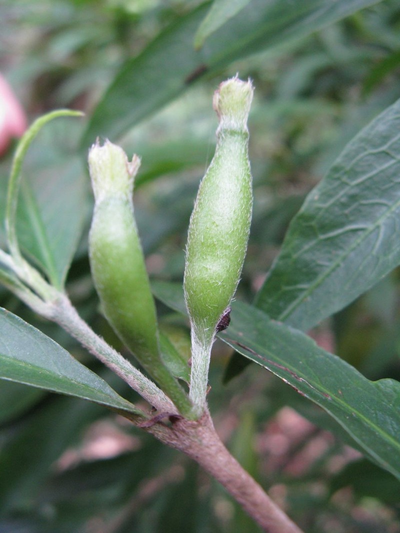 Atractocarpus chartaceus photo 5