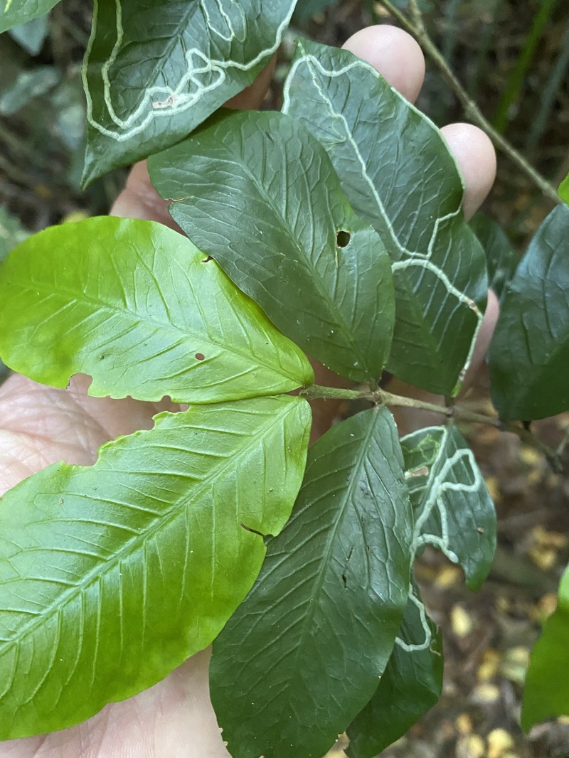 Atractocarpus chartaceus photo 6