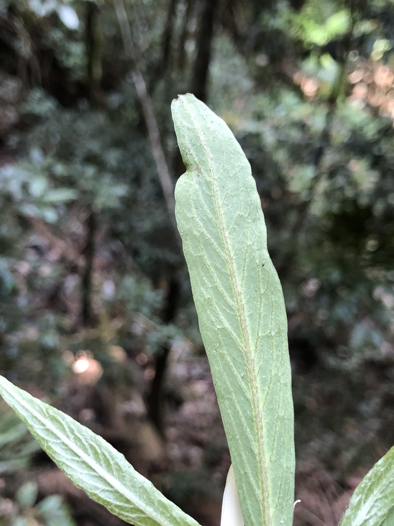 Atractocarpus chartaceus photo 7