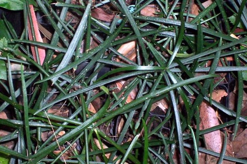 Atractocarpus chartaceus photo 8