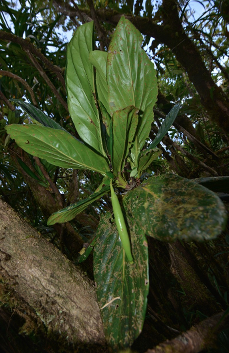Atractocarpus colnettianus photo 3