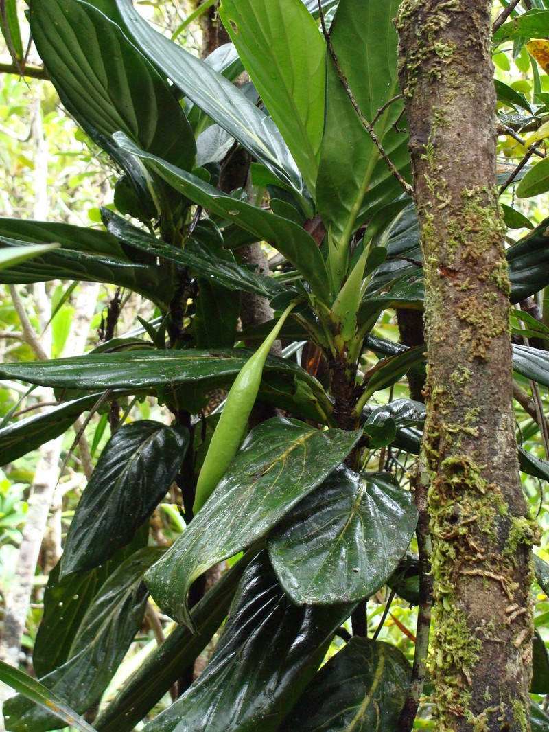 Atractocarpus colnettianus photo 4