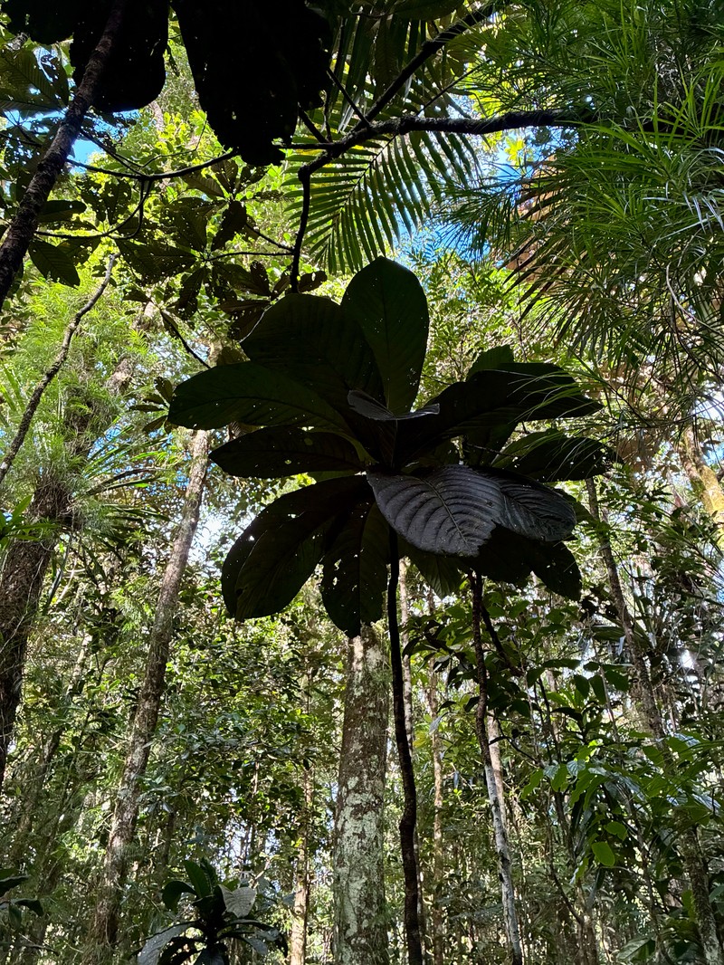 Atractocarpus confertus photo 2