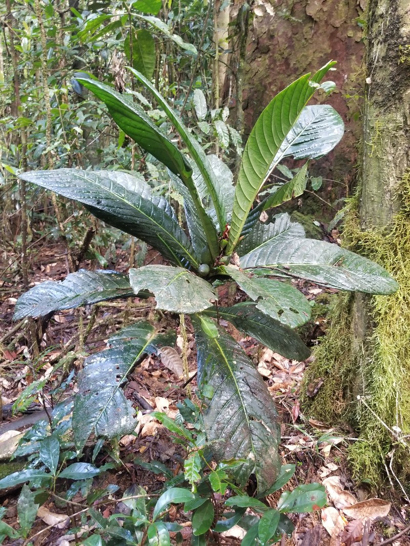 Atractocarpus confertus photo 3