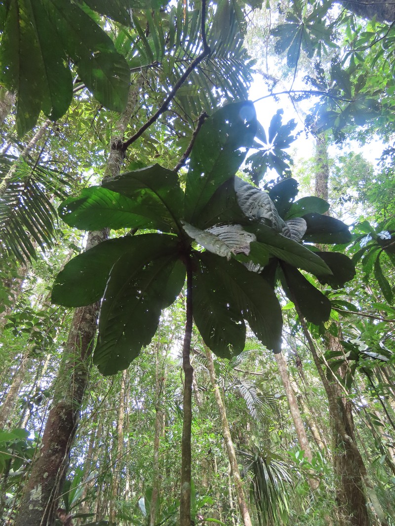 Atractocarpus confertus photo 4