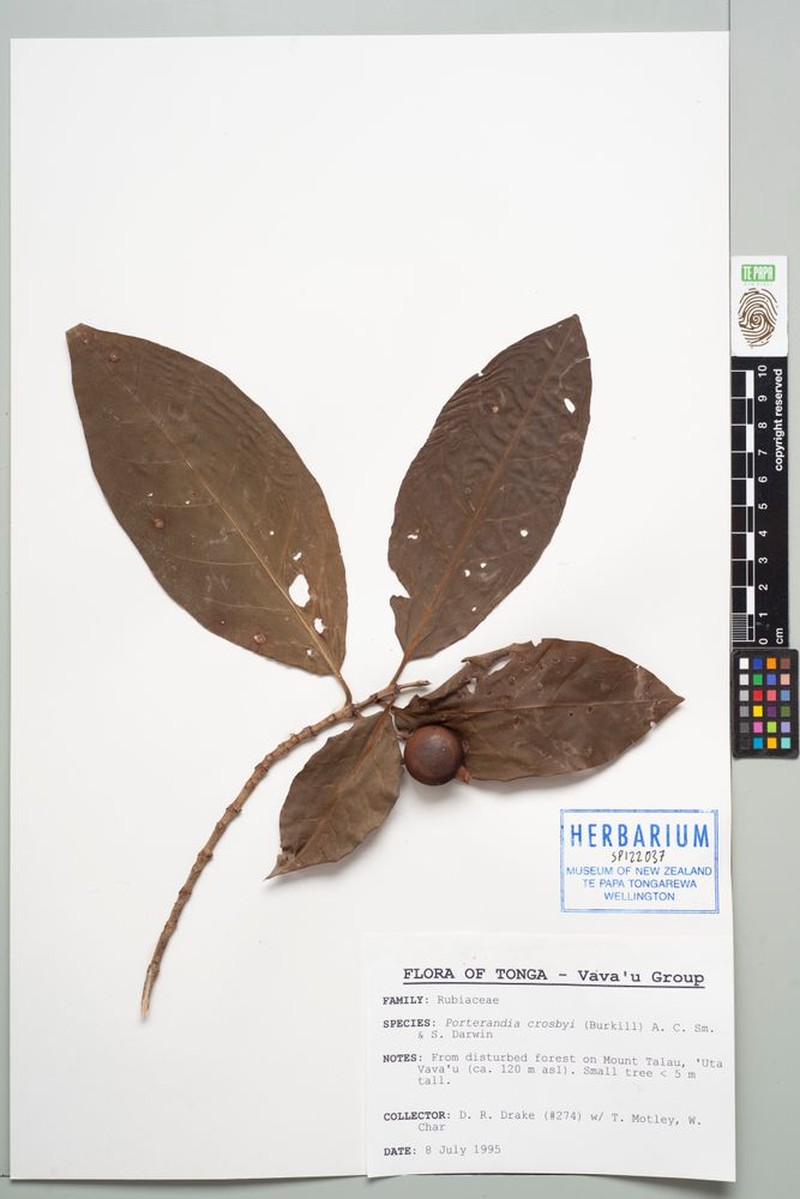 Atractocarpus crosbyi photo 4
