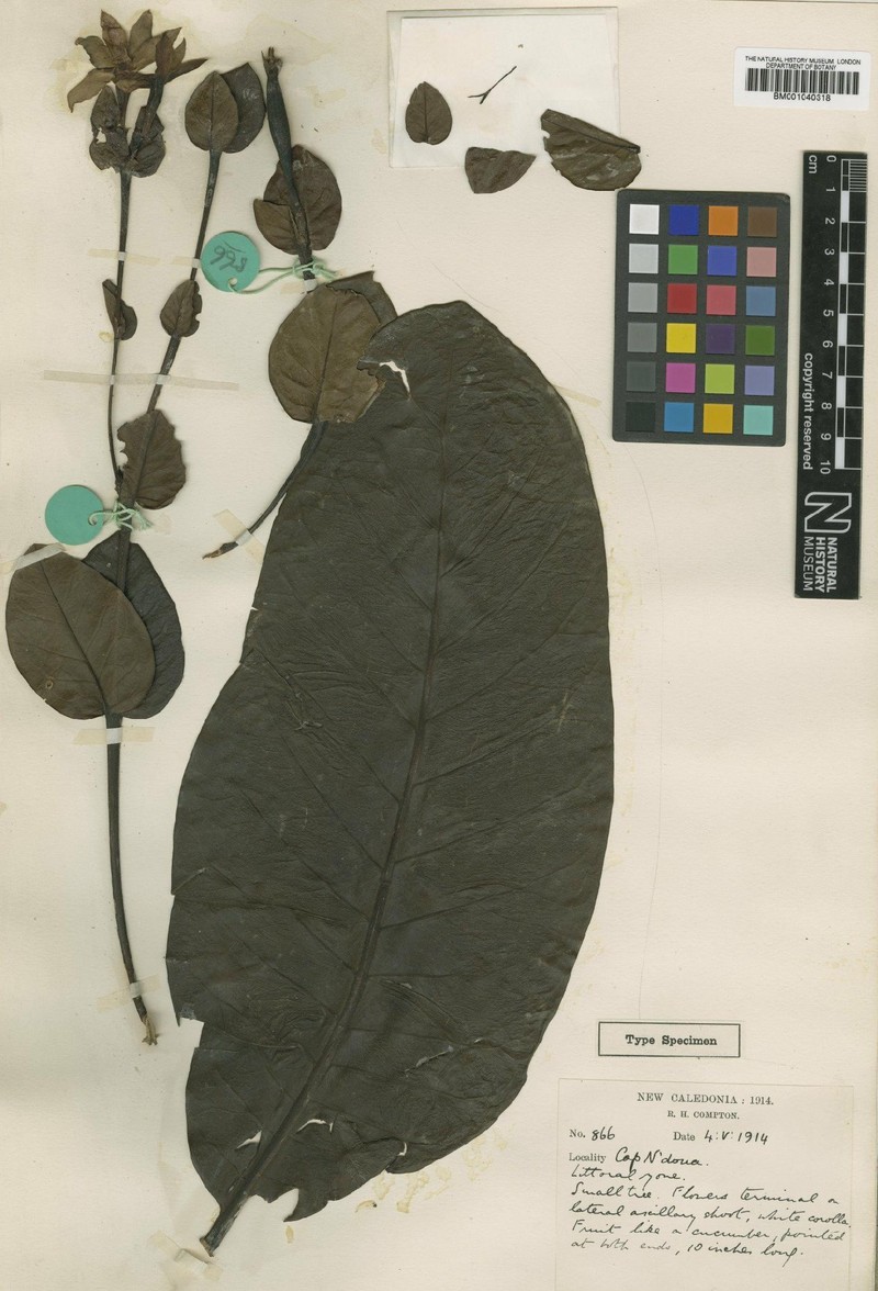 Atractocarpus cucumicarpus
