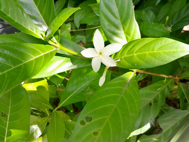 Atractocarpus decorus