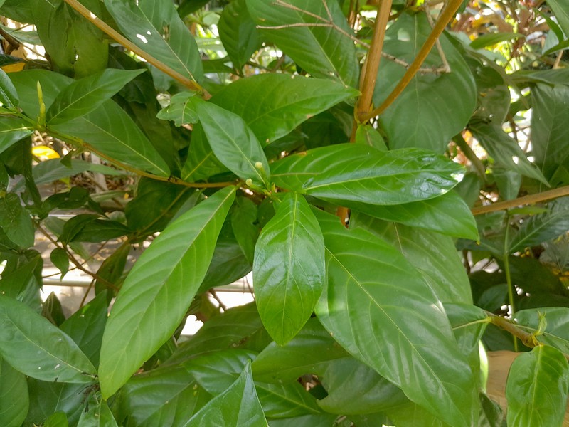 Atractocarpus decorus photo 2