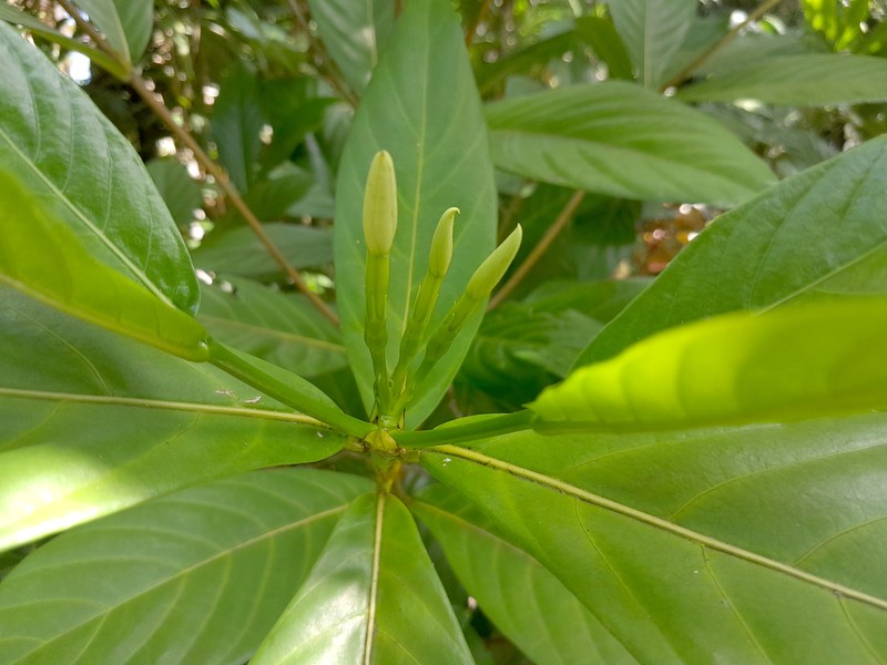 Atractocarpus decorus photo 3