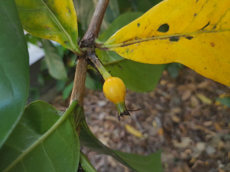 Atractocarpus decorus photo 4