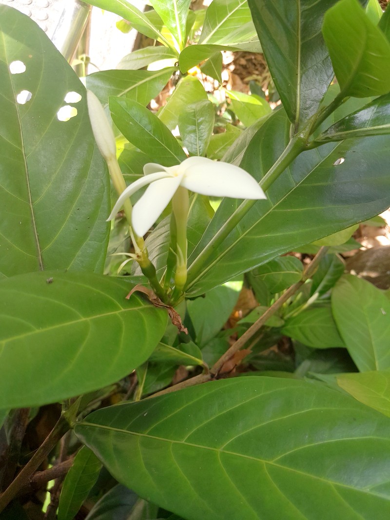 Atractocarpus decorus photo 5