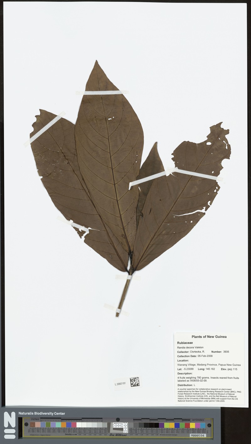 Atractocarpus decorus photo 6