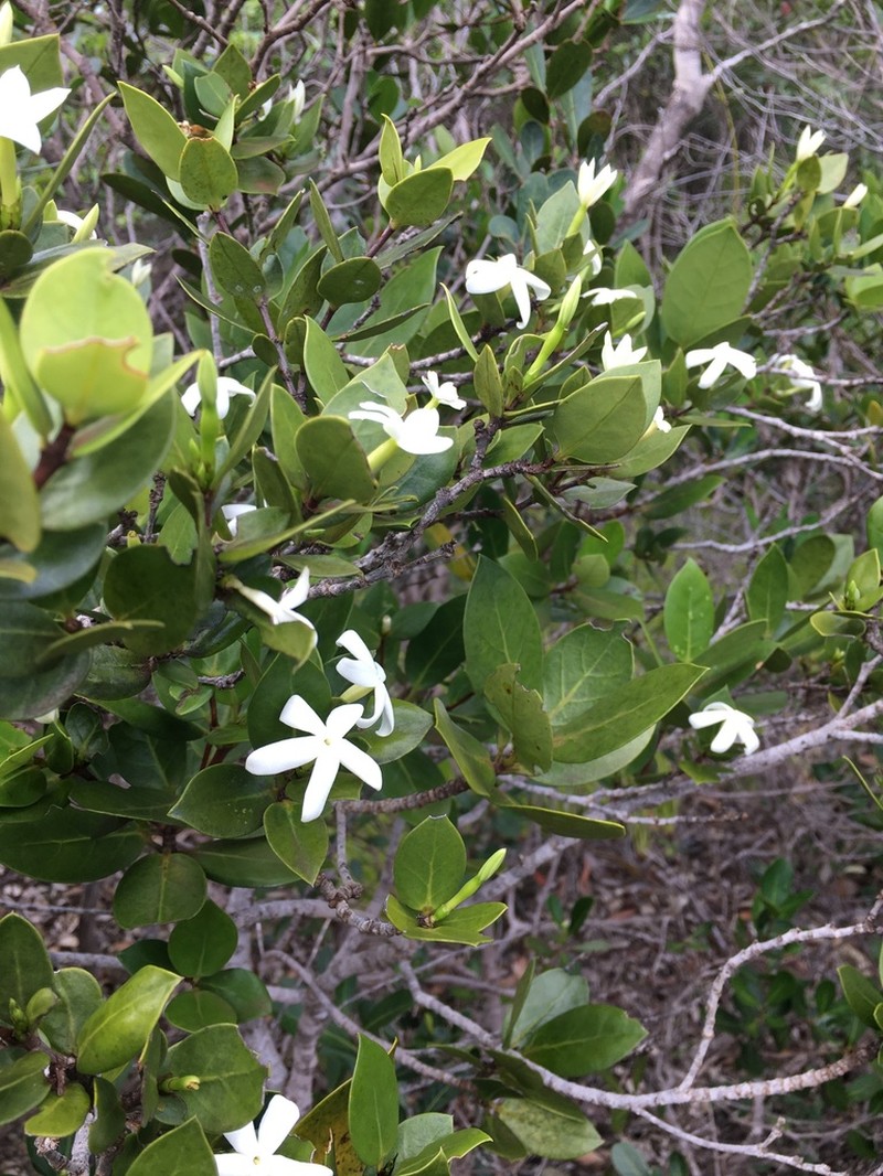 Atractocarpus deplanchei