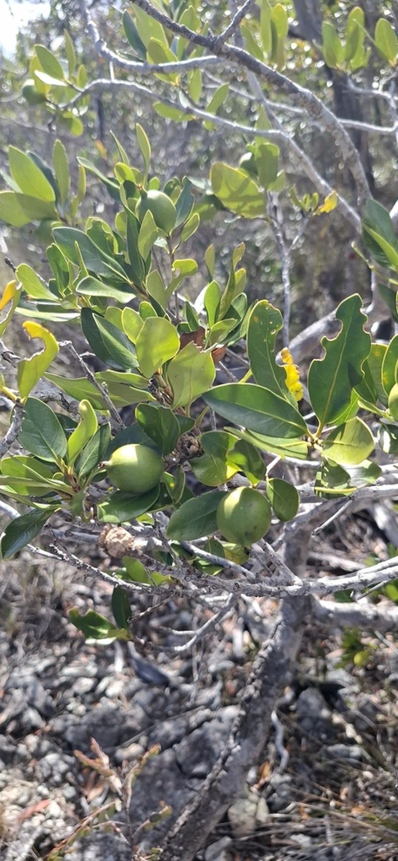 Atractocarpus deplanchei photo 2