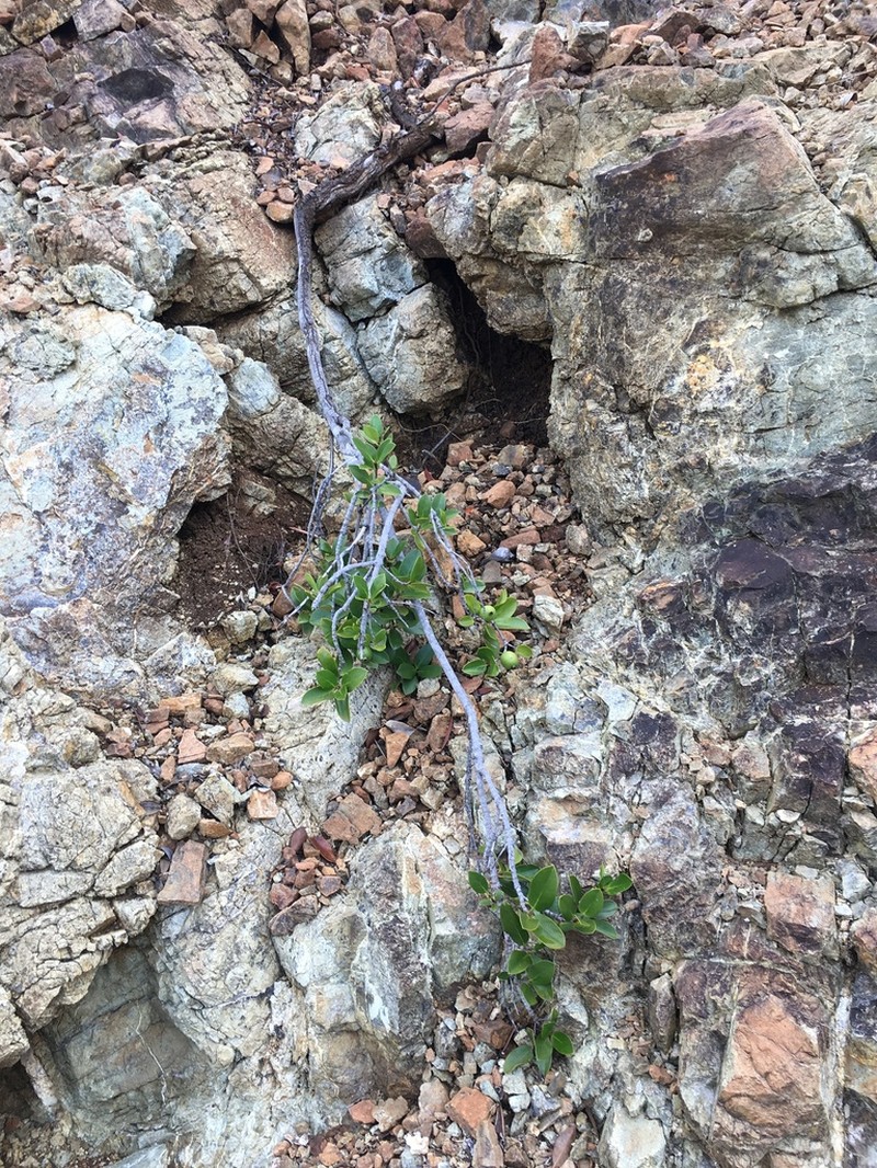 Atractocarpus deplanchei photo 3