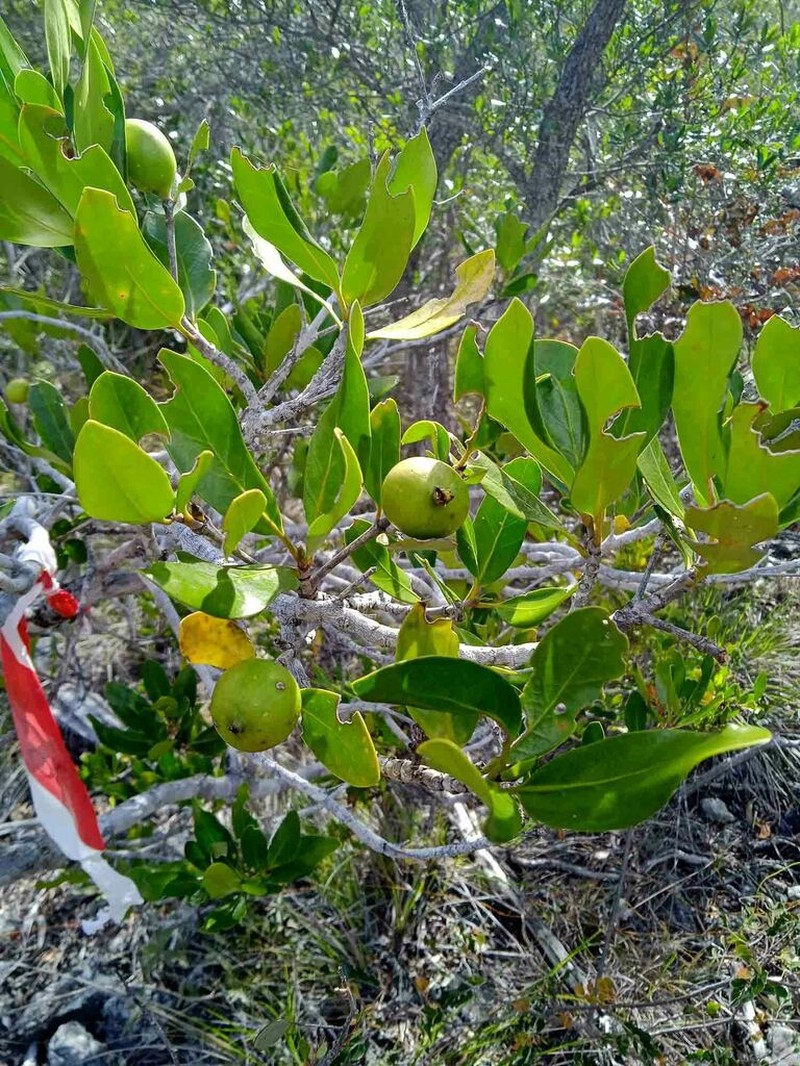 Atractocarpus deplanchei photo 4