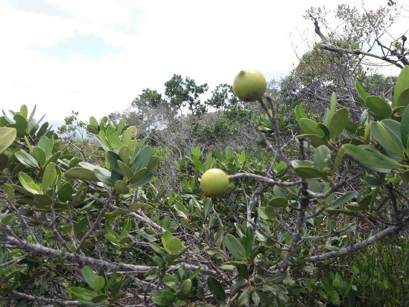 Atractocarpus deplanchei photo 5