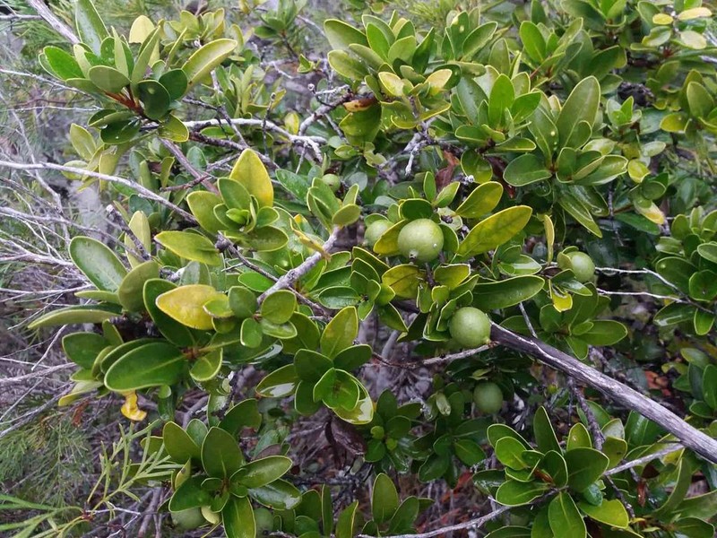 Atractocarpus deplanchei photo 6