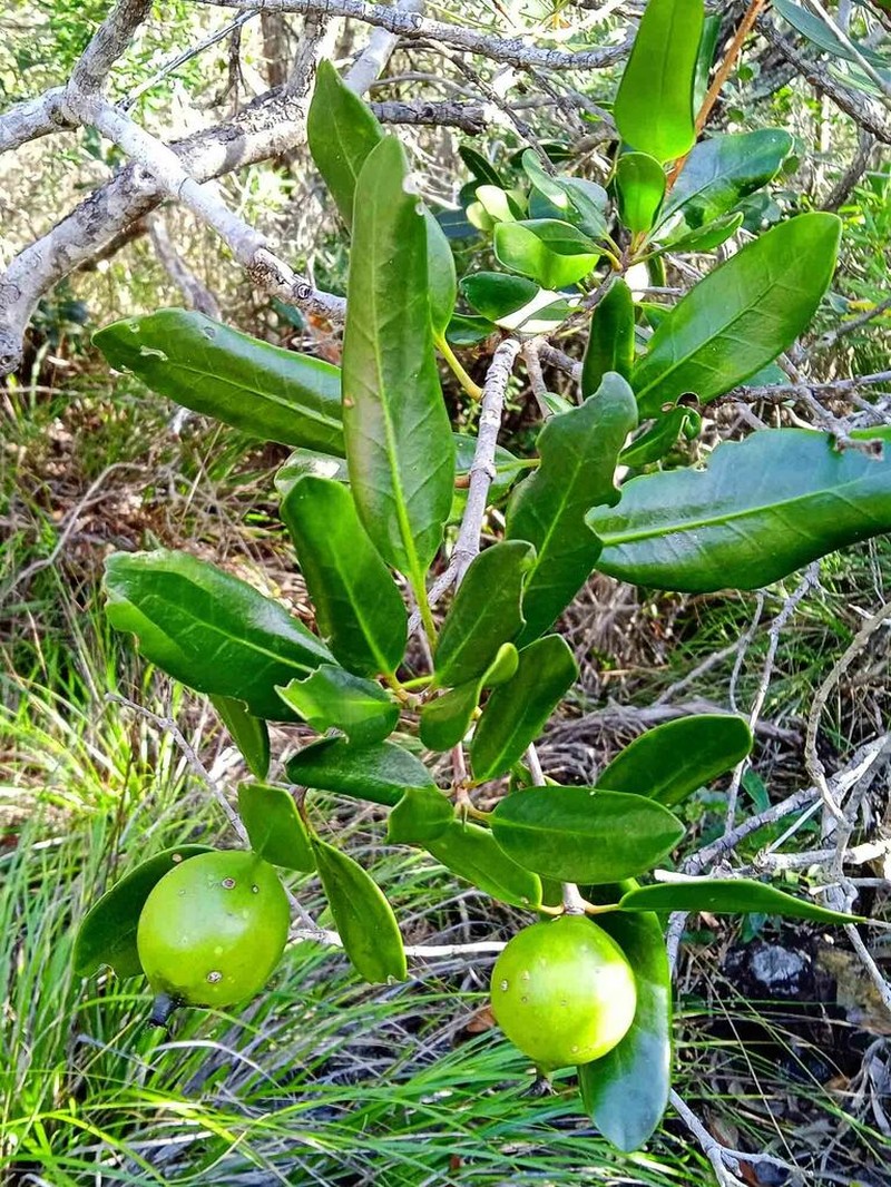 Atractocarpus deplanchei photo 7