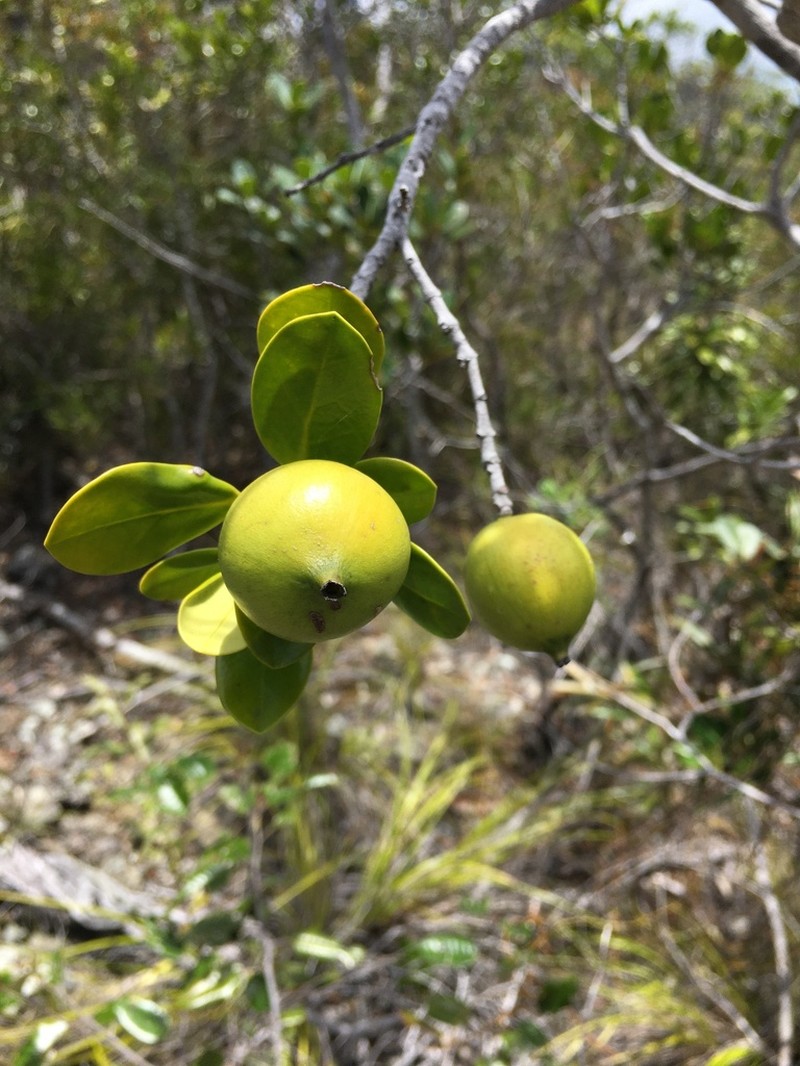 Atractocarpus deplanchei photo 8