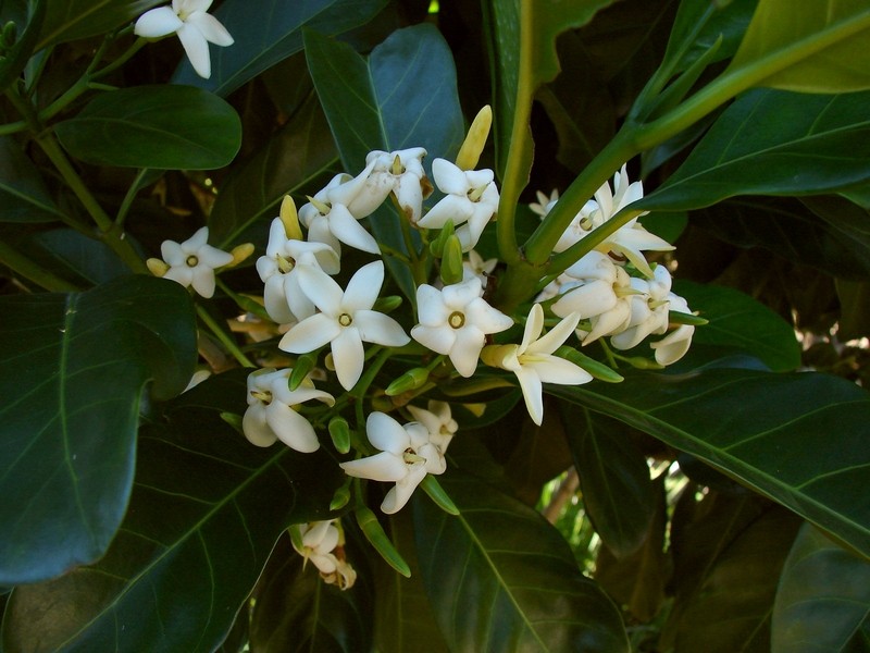 Atractocarpus fitzalanii