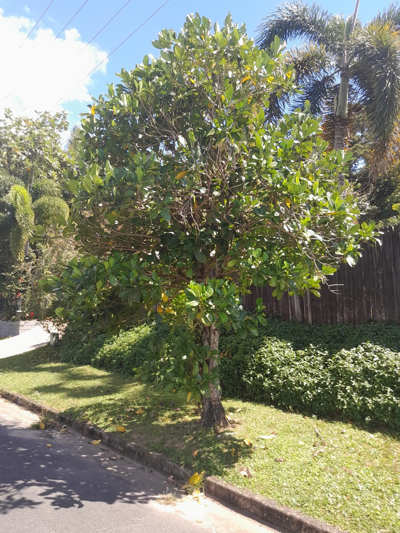 Atractocarpus fitzalanii photo 2